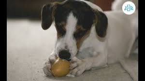 cachorro pode comer ovo de codorna cru