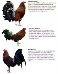 Cualidades De Razas Rooster Breeds Game Fowl Chickens