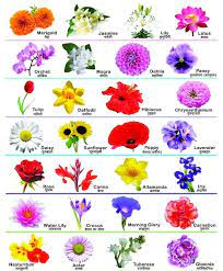 90 flowers name in hindi flower chart