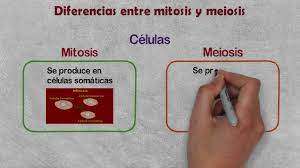 Ahora sí que se separan las copias de cada cromosoma, así que el resultado. Diferencias Entre Mitosis Y Meiosis Comparacion Mitosis Y Meiosis Reproduccion Celular Youtube