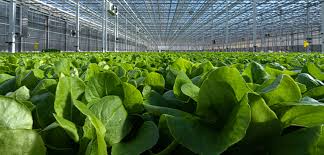 largest lettuce greenhouse