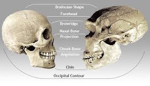 Human Neanderthal Skull Comparisons Skull Human Skull