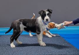 Socialization is all about helping your new puppy grow accustomed to the various sights, smells, and sounds of the world in a positive manner. Puppy Socialization Checklist Petco