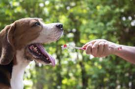 bad breath in dogs flat rock