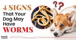 4 signs that your dog may have worms