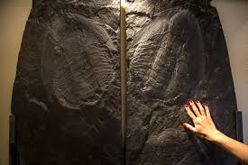 Resultado de imagem para museu das trilobites