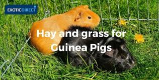 What Can Guinea Pigs Eat Exoticdirect