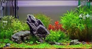 fish aquarium plants in hyderabad