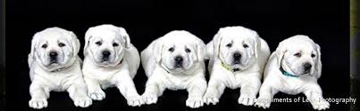Roselynn labs (labrador puppies for sale). Oxfordwhitelabs Com Home