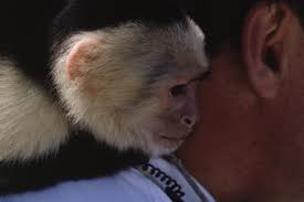 how to raise a baby capuchin monkey