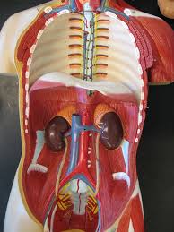 A different piece of art, with a modern view of a vintage anatomy print. Torso Model Altay Pierce College Anatomy