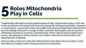 A cell carries out all the processes of the body which includes producing energy and storing it, making proteins which are mitochondria enable the cells to produce 15 times more atp and complex animals like human beings will need a large amount of energy in order to. 5 Roles Mitochondria Play In Cells Technology Networks