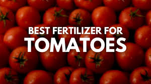 best fertilizer for tomatoes happy