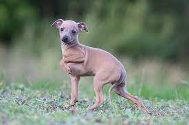 And they can come in a wide range. Stupor Mundi Italian Greyhounds Puppies