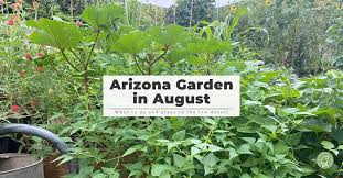 arizona garden in august growing in