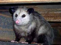 all about opossums in the yard and