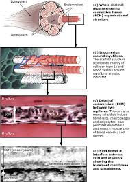 The Ecm Structure Of Skeletal Muscle