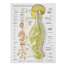Autonomic Nervous System Chiropractic Ans Poster