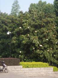 Sweetbay magnolias grow up to 50 ft in warm southern climates, while in a cooler area it rarely exceeds 30 feet. Magnolia Grandiflora Bull Bay Large Tree Magnolia Southern Magnolia North Carolina Extension Gardener Plant Toolbox