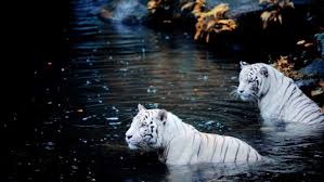 white tigers white tiger wallpapers