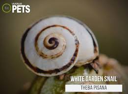 the ultimate theba pisana white garden