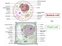 The cell contains an endoplasmic reticulum which is a tube like structure connecting different parts of a cell and helps them to carry materials. Difference Between Plant Cell And Animal Cell Laboratoryinfo Com