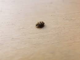 best insecticides for carpet beetles