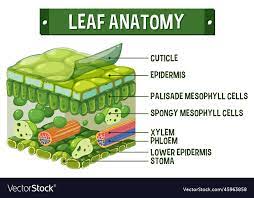 leaf diagram royalty free vector image