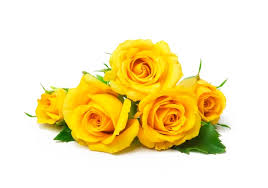 beautiful yellow roses isolated