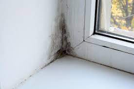 Window Mold Removal and Prevention - Ecoline Windows