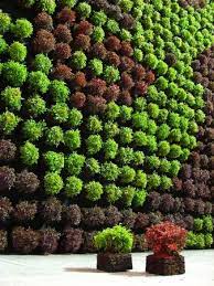 Have You Noticed That Vertical Gardens