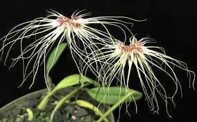 (orchidaceae) cultivars thai spider 'fuchsia blush'. Bulbophyllum Thai Spider Glasshouse Country Orchid Society