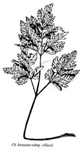 Sp. Chaerophyllum hirsutum subsp. villarsii - florae.it