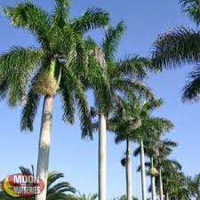 Palm Trees Moon Valley Nurseries