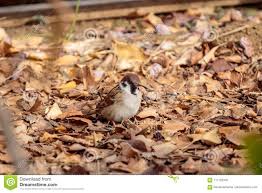 Image result for small brown bird in leaves