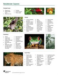 Tropical rainforest animal adaptations : What Are The Layers Of The Rainforest And What Species Inhabit Each Rainforest Alliance