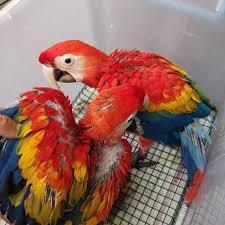 baby red scarlet macaw