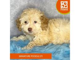 miniature poodle dog female tan 4089878
