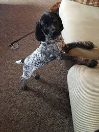 German shorthaired pointers are friendly, enthusiastic, and eager to please. German Shorthaired Pointer Dog Breed Information German Shorthaired Pointer Dog German Shorthaired Pointer Black Gsp Puppies