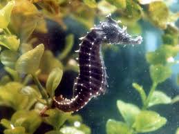 Hippocampus Erectus Lined Seahorse