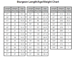 Original Sturgeon Derby Sturgeon Chart