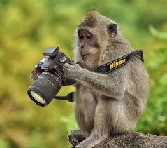 200 funny monkey pictures