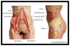 Hip muscles anatomy anterior leg muscles hip anatomy human muscle anatomy gluteal muscles piriformis muscle yoga anatomy lower limb muscles upper leg how to learn all muscles with quizzes and labeled diagrams. Hip Flexor Stretch A Healthy Life For Me