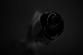 black rose free stock photo public