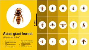 to date no asian giant hornets have