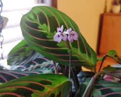 The bold foliage makes prayer plants perfect for window sills, mantles, or shelves that need a splash of color. Dry Heat Photography Ø¹Ù„Ù‰ ØªÙˆÙŠØªØ± I Just Noticed That My Prayer Plant Sent Up These Two Tiny Purple Flowers How Sweet Is That Spring