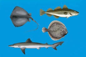 Learn About Sea Fish Sea Angler