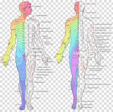 Human Anatomy Chart Dermatome Spinal Cord Peripheral