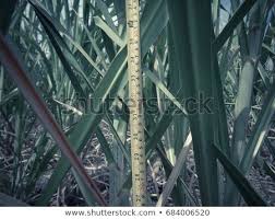 Sugarcane Growing On Ground Measure Height Stock Photo Edit Now
