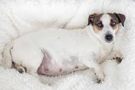 dog pregnancy what to expect when your
